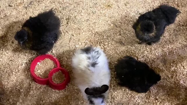 A rabbit is an animal in a petting zoo.