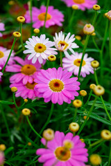 Bellis perennis, the daisy, is a European species of the family Asteraceae, often considered the archetypal species of the name daisy. To distinguish this species from other plants known as daisies, i © enderbayindir