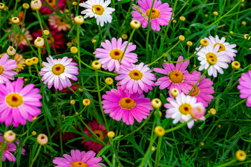 Bellis perennis, the daisy, is a European species of the family Asteraceae, often considered the archetypal species of the name daisy. To distinguish this species from other plants known as daisies, i © enderbayindir