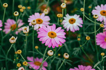 Bellis perennis, the daisy, is a European species of the family Asteraceae, often considered the archetypal species of the name daisy. To distinguish this species from other plants known as daisies, i © enderbayindir