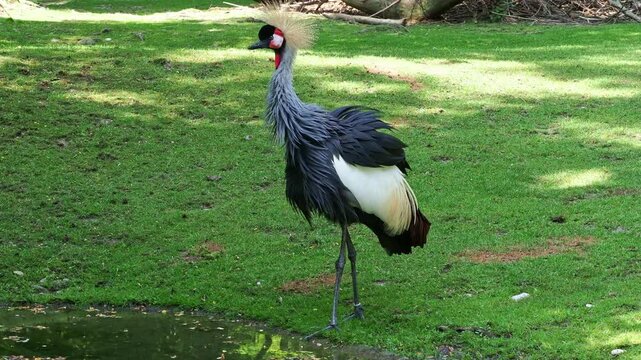 The Black Crowned Crane, Balearica pavonina is a bird in the crane family Gruidae.