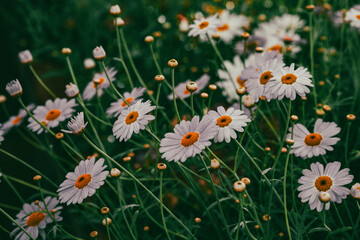 Bellis perennis, the daisy, is a European species of the family Asteraceae, often considered the archetypal species of the name daisy. To distinguish this species from other plants known as daisies, i © enderbayindir