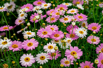 Bellis perennis, the daisy, is a European species of the family Asteraceae, often considered the archetypal species of the name daisy. To distinguish this species from other plants known as daisies, i © enderbayindir