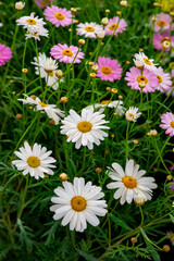 Bellis perennis, the daisy, is a European species of the family Asteraceae, often considered the archetypal species of the name daisy. To distinguish this species from other plants known as daisies, i © enderbayindir