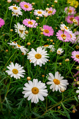 Bellis perennis, the daisy, is a European species of the family Asteraceae, often considered the archetypal species of the name daisy. To distinguish this species from other plants known as daisies, i © enderbayindir