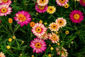 Bellis perennis, the daisy, is a European species of the family Asteraceae, often considered the archetypal species of the name daisy. To distinguish this species from other plants known as daisies, i © enderbayindir
