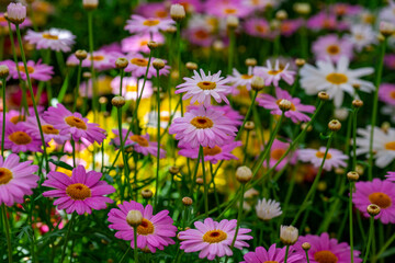 Bellis perennis, the daisy, is a European species of the family Asteraceae, often considered the archetypal species of the name daisy. To distinguish this species from other plants known as daisies, i © enderbayindir
