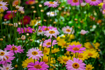 Bellis perennis, the daisy, is a European species of the family Asteraceae, often considered the archetypal species of the name daisy. To distinguish this species from other plants known as daisies, i © enderbayindir