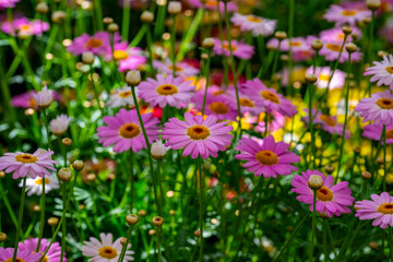 Bellis perennis, the daisy, is a European species of the family Asteraceae, often considered the archetypal species of the name daisy. To distinguish this species from other plants known as daisies, i © enderbayindir
