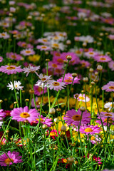 Bellis perennis, the daisy, is a European species of the family Asteraceae, often considered the archetypal species of the name daisy. To distinguish this species from other plants known as daisies, i © enderbayindir