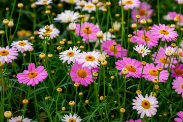 Bellis perennis, the daisy, is a European species of the family Asteraceae, often considered the archetypal species of the name daisy. To distinguish this species from other plants known as daisies, i © enderbayindir