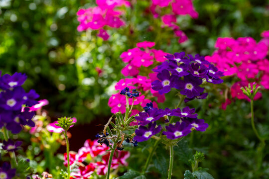 Verbena rigida, known as slender vervain or tuberous vervain, is a flowering herbaceous perennial plant in the family Verbenaceae. It is native to Brazil and Argentina, and is not fully hardy in tempe