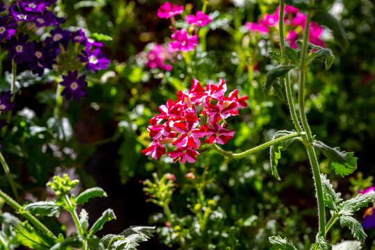 Verbena rigida, known as slender vervain or tuberous vervain, is a flowering herbaceous perennial plant in the family Verbenaceae. It is native to Brazil and Argentina, and is not fully hardy in tempe