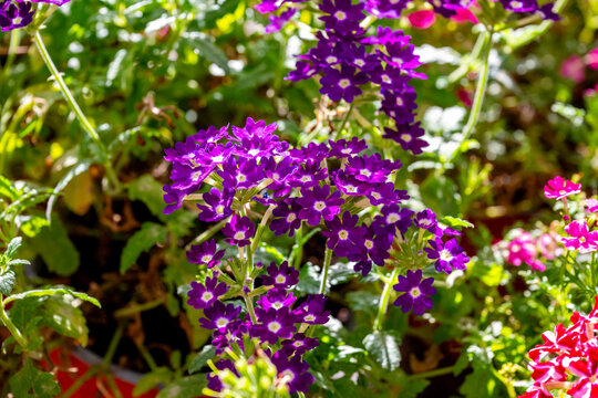 Verbena rigida, known as slender vervain or tuberous vervain, is a flowering herbaceous perennial plant in the family Verbenaceae. It is native to Brazil and Argentina, and is not fully hardy in tempe