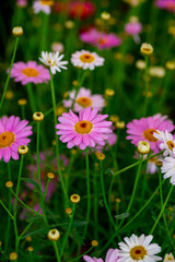 Bellis perennis, the daisy, is a European species of the family Asteraceae, often considered the archetypal species of the name daisy. To distinguish this species from other plants known as daisies, i © enderbayindir