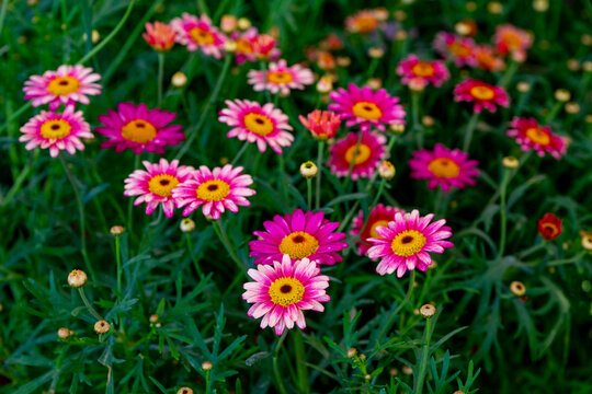Bellis perennis, the daisy, is a European species of the family Asteraceae, often considered the archetypal species of the name daisy. To distinguish this species from other plants known as daisies, i