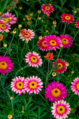 Bellis perennis, the daisy, is a European species of the family Asteraceae, often considered the archetypal species of the name daisy. To distinguish this species from other plants known as daisies, i © enderbayindir