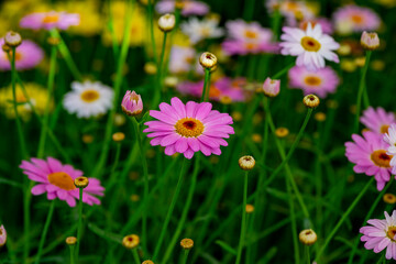 Bellis perennis, the daisy, is a European species of the family Asteraceae, often considered the archetypal species of the name daisy. To distinguish this species from other plants known as daisies, i © enderbayindir