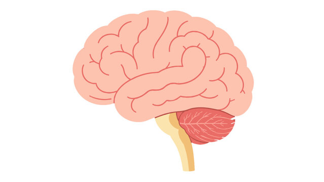 Human brain side view anatomical vector illustration