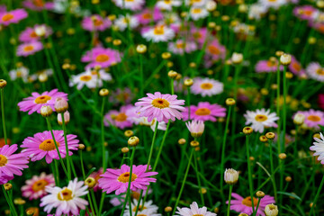 Bellis perennis, the daisy, is a European species of the family Asteraceae, often considered the archetypal species of the name daisy. To distinguish this species from other plants known as daisies, i © enderbayindir
