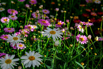 Bellis perennis, the daisy, is a European species of the family Asteraceae, often considered the archetypal species of the name daisy. To distinguish this species from other plants known as daisies, i © enderbayindir