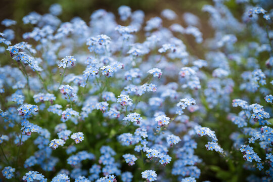 Flowerbed with blue ornamental tiny Forget-me-not blooming flowers at outdoor city garden, delicate spring decorative Myosotis sylvatica flowers blossoming outside, springtime and gardening hobby.