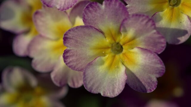 Close-up of purple and yellow primrose flowers in spring garden