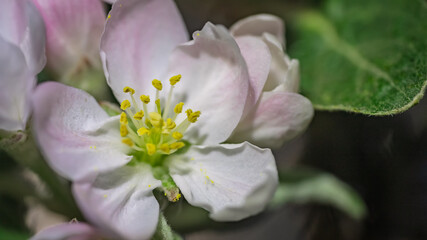 Fototapeta premium Macro shot of single apple blossom flower blooming in spring orchard