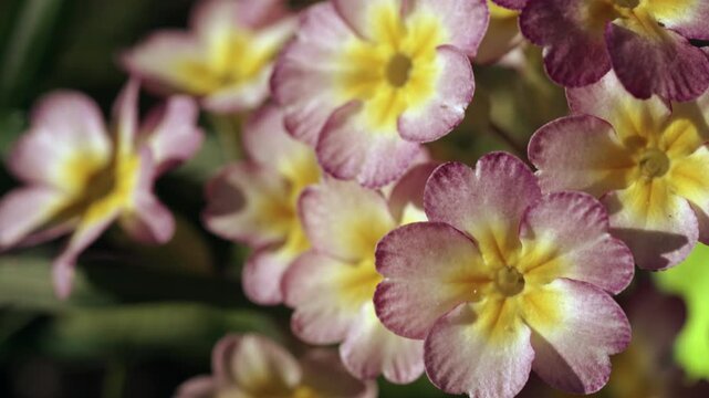 Macro floral background with soft purple and yellow petals