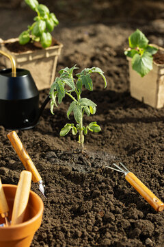 Tomato, cucumber and basil seedlings. Preparation for transplant. Spring garden work
