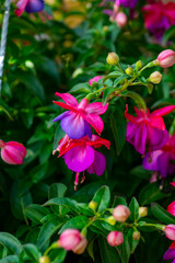 Fototapeta premium Fuchsia is a genus of flowering plants that consists mostly of shrubs or small trees. Almost 110 species of Fuchsia are recognized; the vast majority are native to South America, but a few occur north