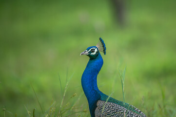 Obraz premium Close-up portrait of an Indian Peafowl (Pavo cristatus) showcasing vibrant blue plumage, distinctive crest feathers, and detailed facial markings against a soft green background.
