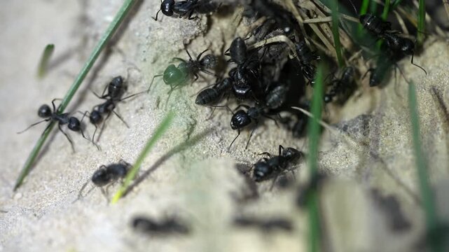 Macro shot of black ants building anthill entrance in sandy soil
