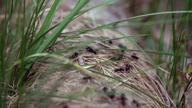 Macro view of black ants crawling through green grass and dry straw