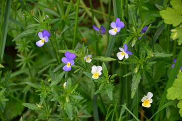 Obraz premium Wild Pansy Flowers in a Meadow