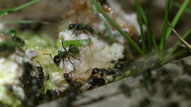 Macro shot of black ants gathering food on organic surface