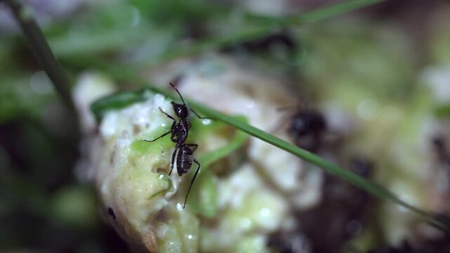 Group of big black ants on discarded food representing pest infestation