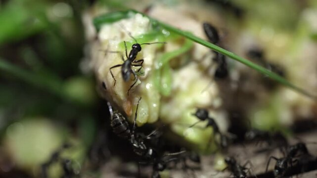 Extreme close-up of black ants feeding on organic food crumbs