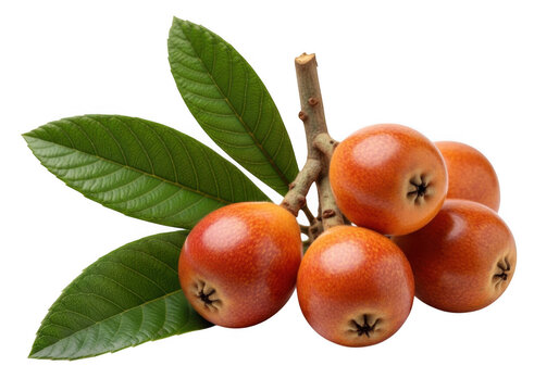 loquat fruits with leaves on transparent background branch orange green photo realistic
