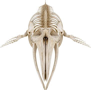Complete whale skeleton anatomy isolated on transparent background