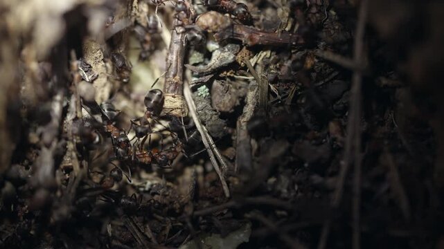Macro shot of forest ants carrying injured or dead companion inside anthill
