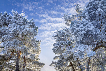 A magical snowy coniferous forest on sunny day , a contrast between the white, fluffy snow on the branches and the vibrant blue sky, cold and quiet atmosphere typical of a frosty winter day in nature. © Jolanta
