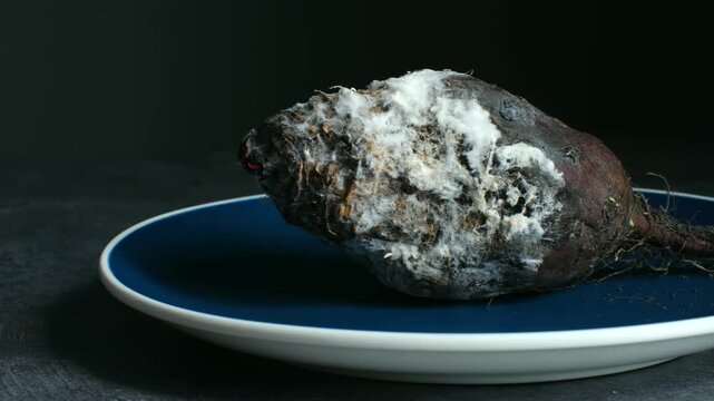 Moldy beetroot decomposing on blue plate against dark background. Natural process of decay showing growth white fungus on vegetable symbolizing cycle of life. Rotting beet with fungus growing on plate