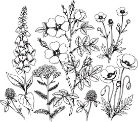 Vintage Wildflower Botanical Sketch Vector Set © Durjoy 