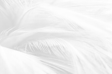Obraz premium Beautiful white gray feather wooly pattern texture background