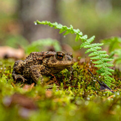 Obraz premium A common toad crawls through damp moss and ferns on the forest floor after a heavy rainfall in the spring.
