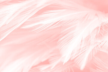 Beautiful soft pink feather pattern texture background © nadtytok28