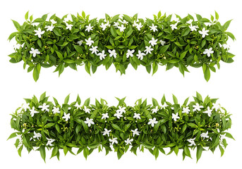 Obraz premium Two green hedges with small leaves growing in rows isolated on transparent background