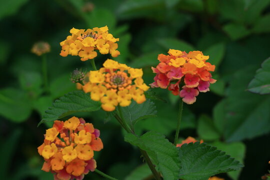 花色が変化する花