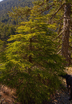 Coniferous tree with needles  growing on trail in Troodos mountains forest at sunny summer day, Cyprus
